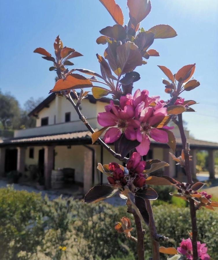 Bed and Breakfast Casale Terre Rosse Saturnia Exterior foto